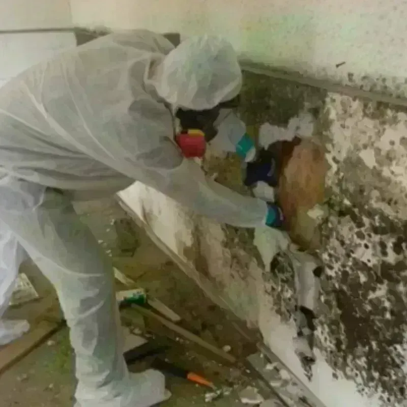 Mold Remediation and Removal in Acushnet Center, MA